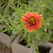 Effie Flowers Photo 3