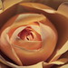 Rose Kiss Photo 8