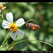 Bee Yuen Photo 4