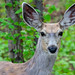 Raymond Deer Photo 1