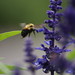 Bee Loh Photo 7