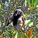 Guy Gibbon Photo 7