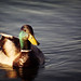 Andrew Mallard Photo 3