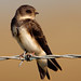 Sands Martin Photo 5