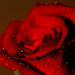 Rose Hurt Photo 8