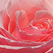 Rose Worthy Photo 5