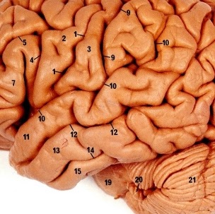 Brain Brain Photo 5