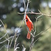 Joy Cardinal Photo 5