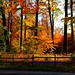 Autumn Wood Photo 8