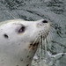 Cathy Seal Photo 8