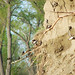 Sands Martin Photo 6