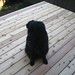 Max Deck Photo 6