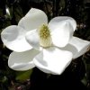 Magnolia Zarraga Photo 3