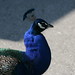 Louis Peacock Photo 3