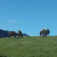 Tenzin Dasang Photo 2