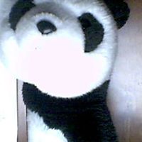 George Panda Photo 9