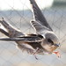 Sands Martin Photo 4