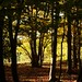 Autumn Wood Photo 14