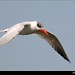 Trisha Terns Photo 1