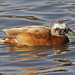 Ginger Mallard Photo 2