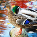 Andrew Mallard Photo 2