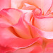 Rose Worthy Photo 6