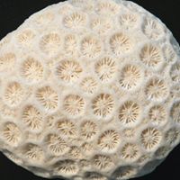 Coral Stone Photo 9