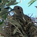 Olive Dove Photo 4