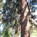 Douglas Trees Photo 4