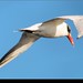 Trisha Terns Photo 2
