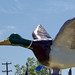 Andrew Mallard Photo 8