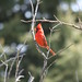 Joy Cardinal Photo 8