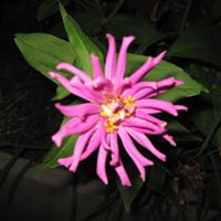 Flower Smith Photo 16