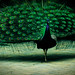 Elaine Peacock Photo 10