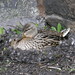 Ginger Mallard Photo 7