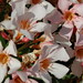 Effie Flowers Photo 1
