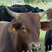 Troy Bull Photo 9